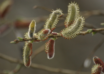 Purpurweide (Salix purpurea) - © Emanuel Trummer